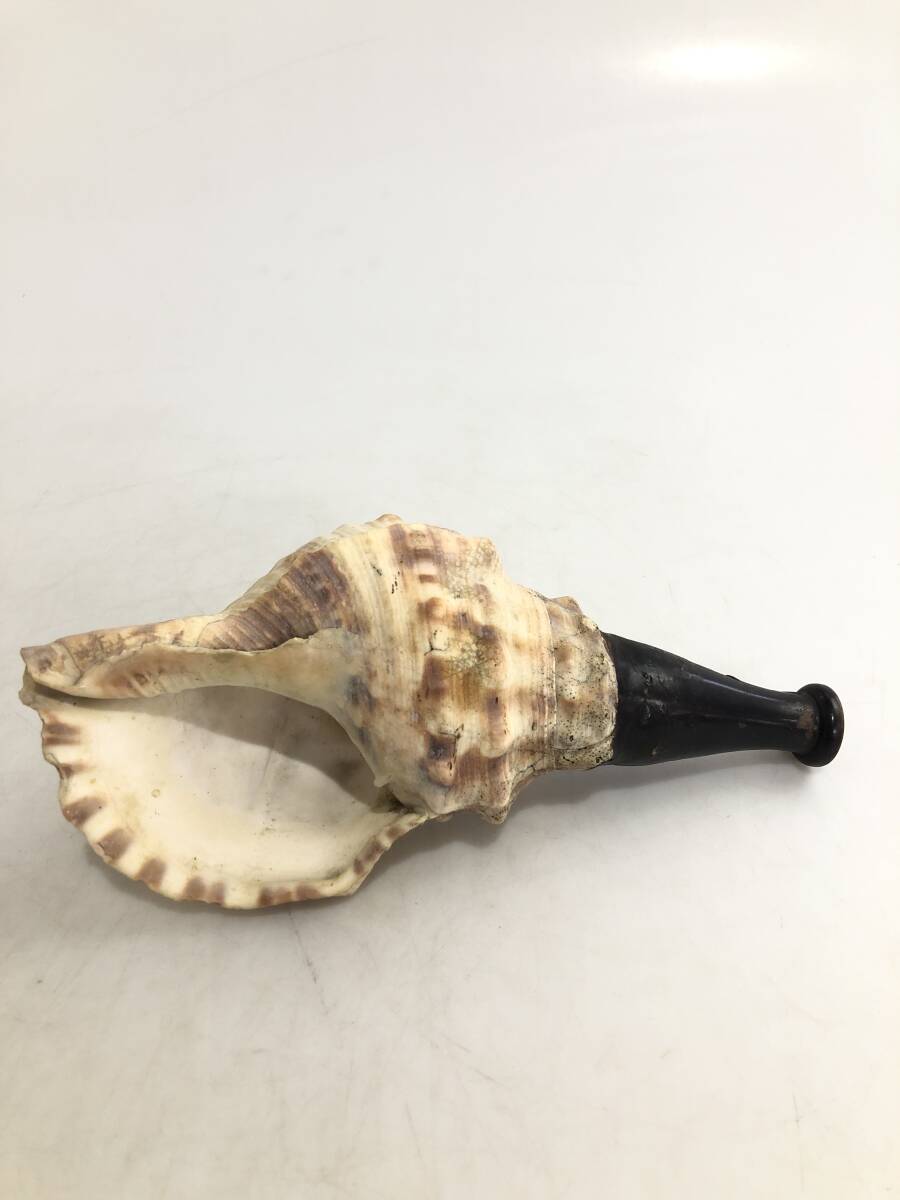 B3464 法螺貝 ほら貝 ホラガイ 貝笛 全長24cm 山伏 法具 神具 B3464 法螺貝 ほら貝 ホラガイ 貝笛 全長24cm 山伏 法具 神具
