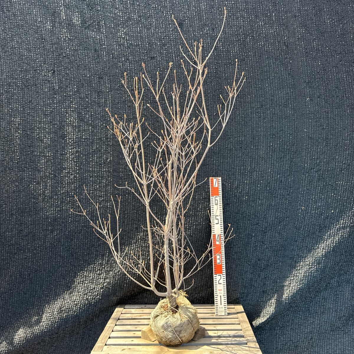 ミツバツツジ【品番3288】 ミツバツツジ【品番3288】