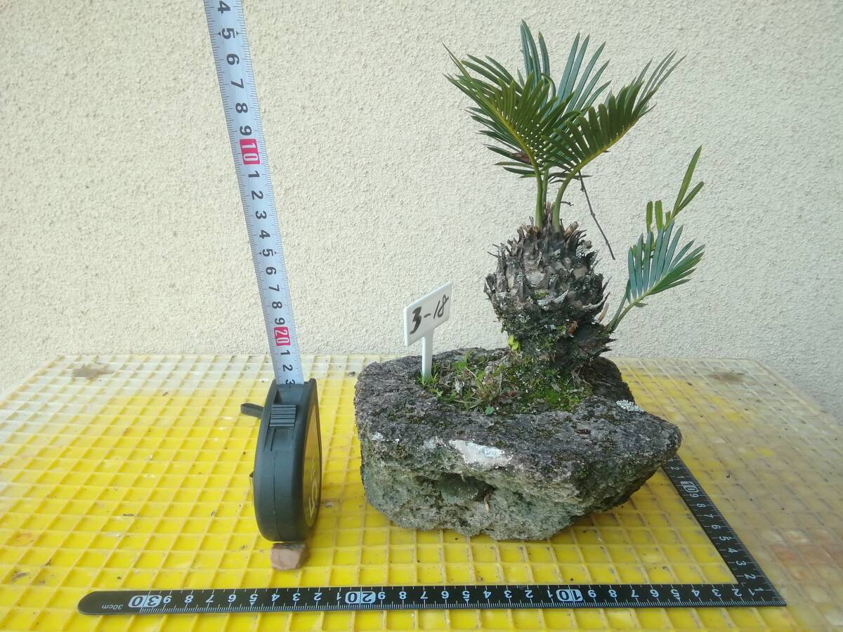 蘇鉄 ソテツ そてつ 軽石植え ほったらかし 3 - ⑱ 南国 小盆栽 蘇鉄 ソテツ そてつ 軽石植え ほったらかし 3 - ⑱ 南国 小盆栽