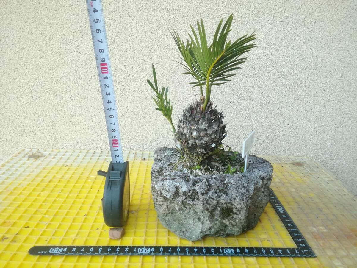 蘇鉄 ソテツ そてつ 軽石植え ほったらかし 3 - ⑱ 南国 小盆栽