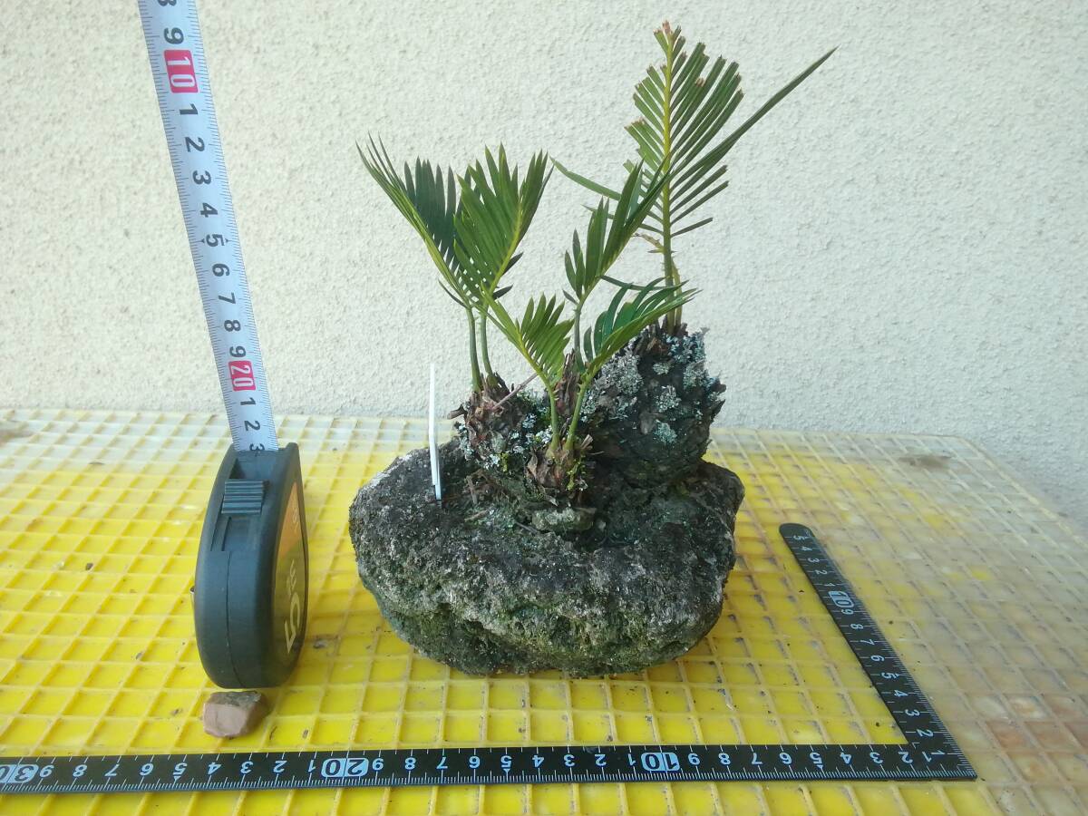 蘇鉄 ソテツ そてつ 軽石植え ほったらかし 3 - ⑩ 南国 小盆栽 蘇鉄 ソテツ そてつ 軽石植え ほったらかし 3 - ⑩ 南国 小盆栽