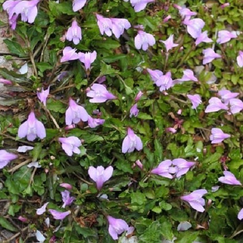 サギゴケ ピンク花 / 9.0cmポット （112本セット）（送料無料） 苗 植木 苗木 庭 グランドカバー