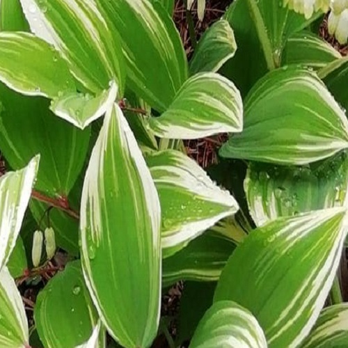 フイリアマドコロ 斑入りナルコユリ / 10.5cmポット （100本セット）（送料無料） 苗 植木 苗木 庭