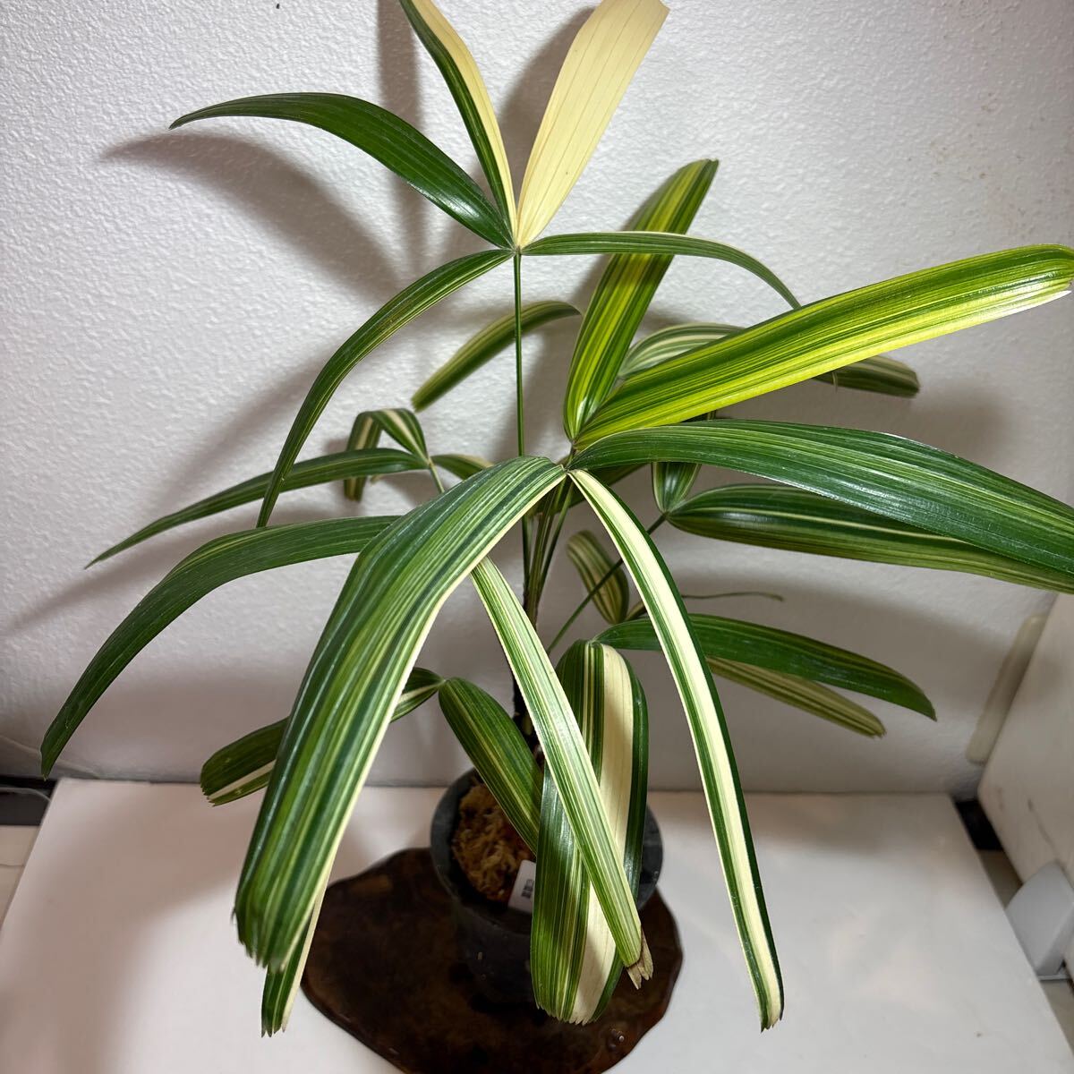 item_image_6