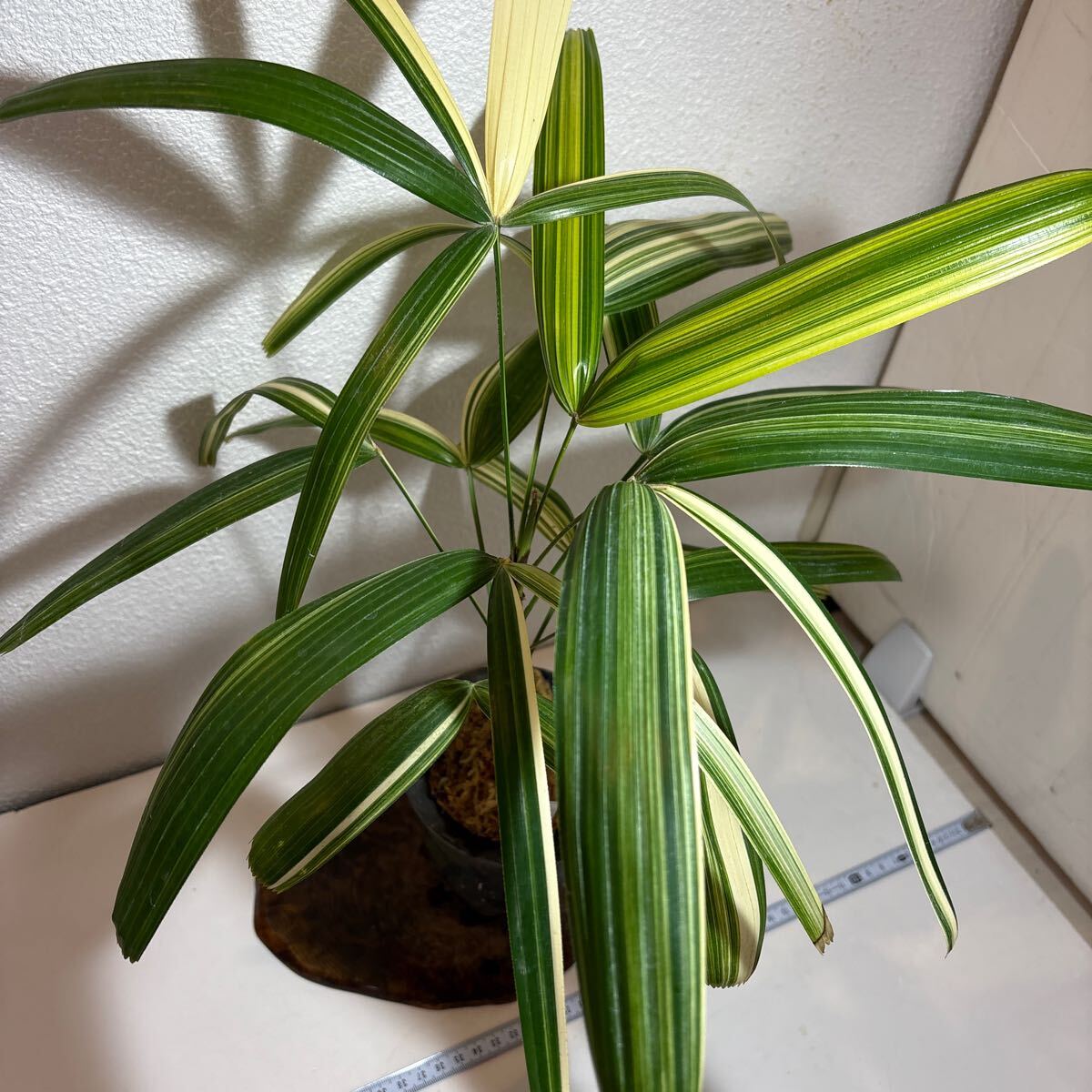 item_image_7