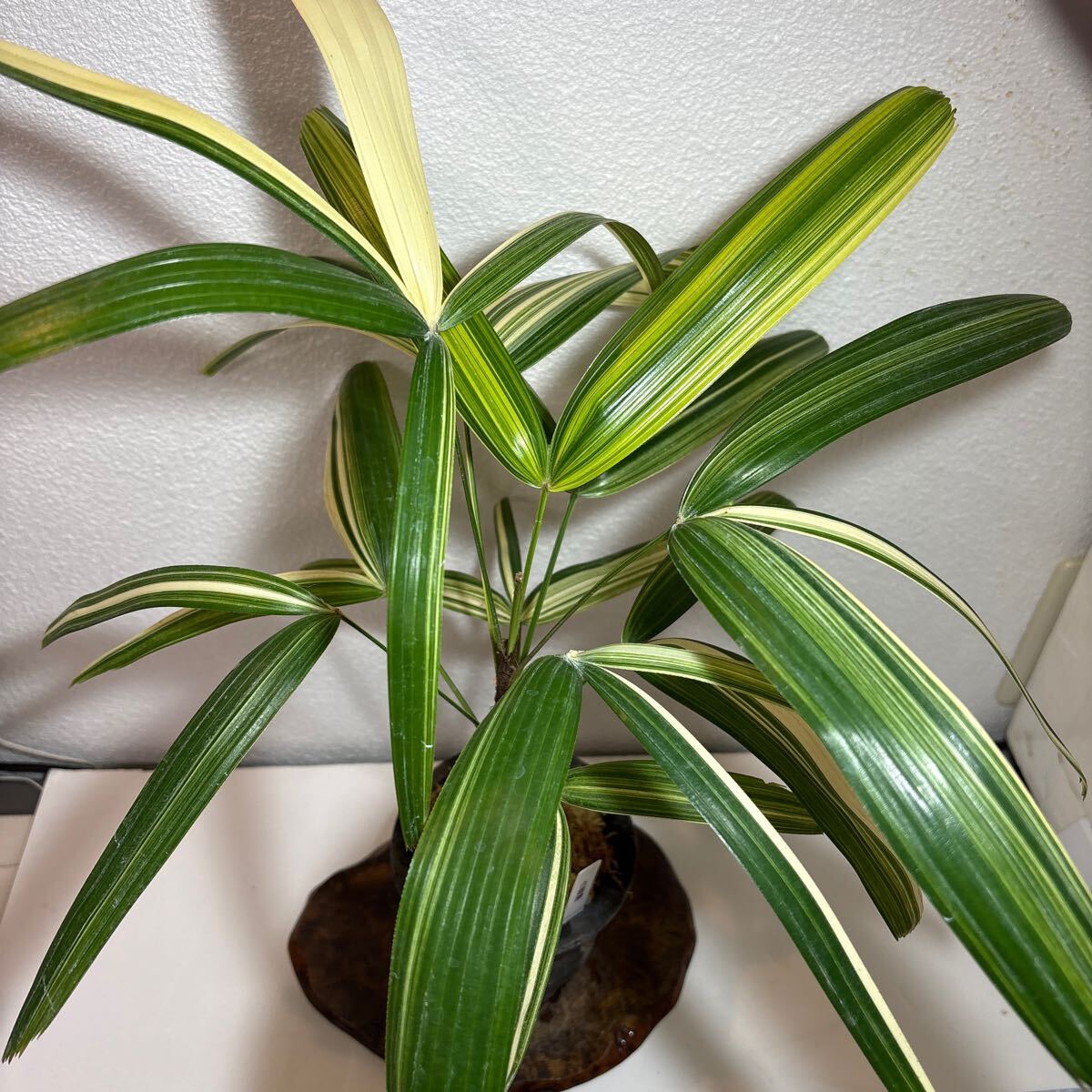item_image_10
