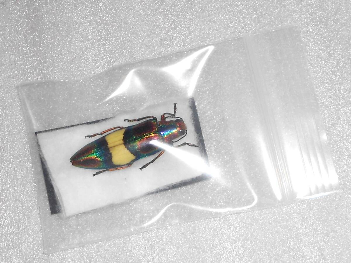 海外の昆虫標本 美麗なタマムシChrysochroa fulgens (ラオス産 海外の昆虫標本 美麗なタマムシChrysochroa fulgens (ラオス産