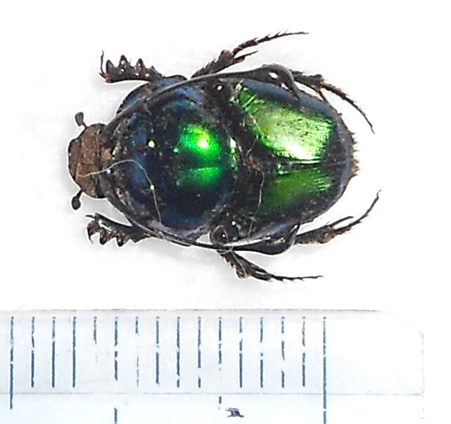海外の昆虫標本 カッコイイ角があるフンチュウ 1匹 Proagoderus 海外の昆虫標本 カッコイイ角があるフンチュウ 1匹 Proagoderus