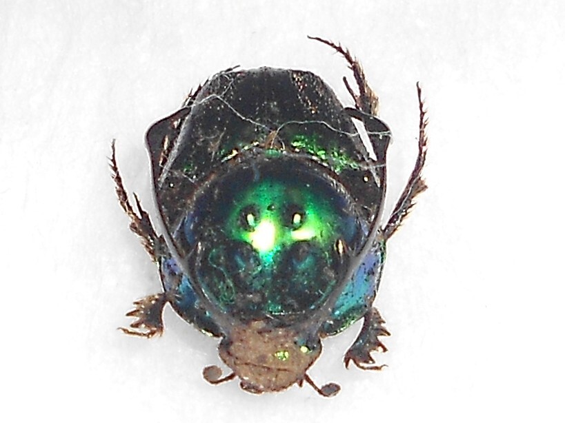 海外の昆虫標本 カッコイイ角があるフンチュウ 1匹 Proagoderus 海外の昆虫標本 カッコイイ角があるフンチュウ 1匹 Proagoderus
