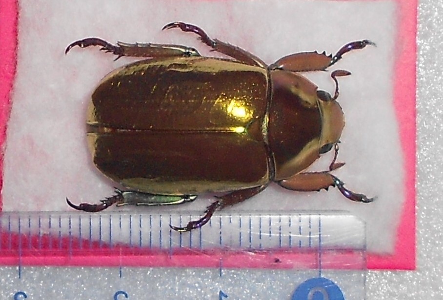 海外の昆虫標本 アウリガンスプラチナコガネ1匹(コスタリカ産 海外の昆虫標本 アウリガンスプラチナコガネ1匹(コスタリカ産