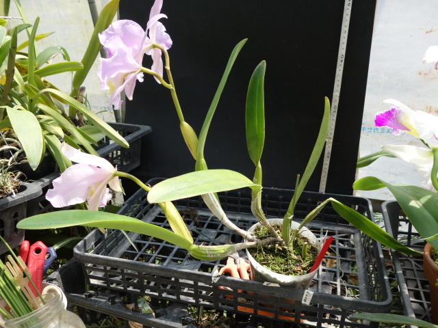 洋蘭原種 ()1輪ですが花付き。人気のミニチュアオーキッド Pleurothallis mystax プレウロタリス ミスタックス 洋蘭原種 ()1輪ですが花付き。人気のミニチュアオーキッド Pleurothallis mystax プレウロタリス ミスタックス