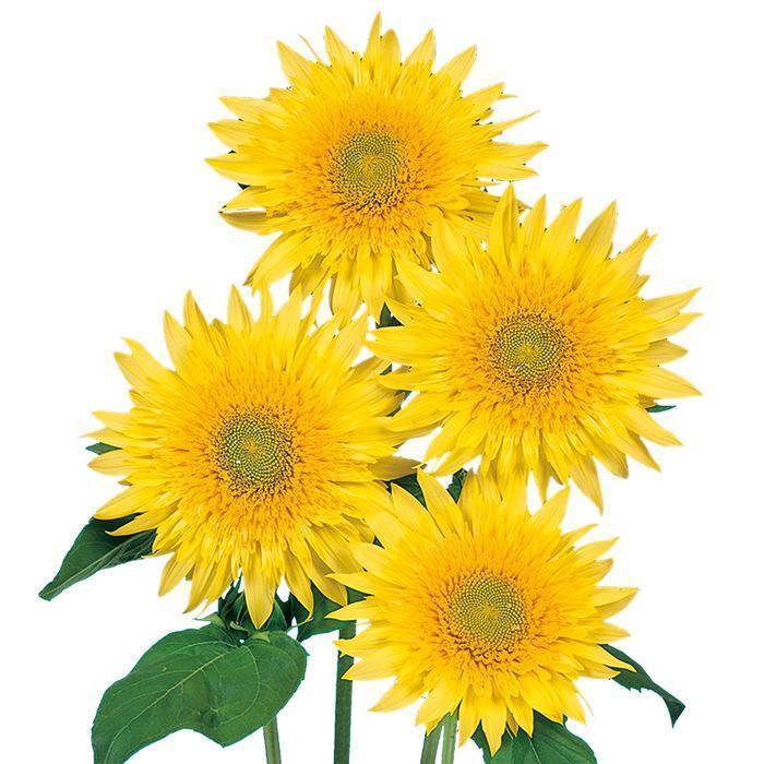 花の種】モネのひまわり 30粒 レモンイエローの八重咲ヒマワリ 花の種】モネのひまわり 30粒 レモンイエローの八重咲ヒマワリ
