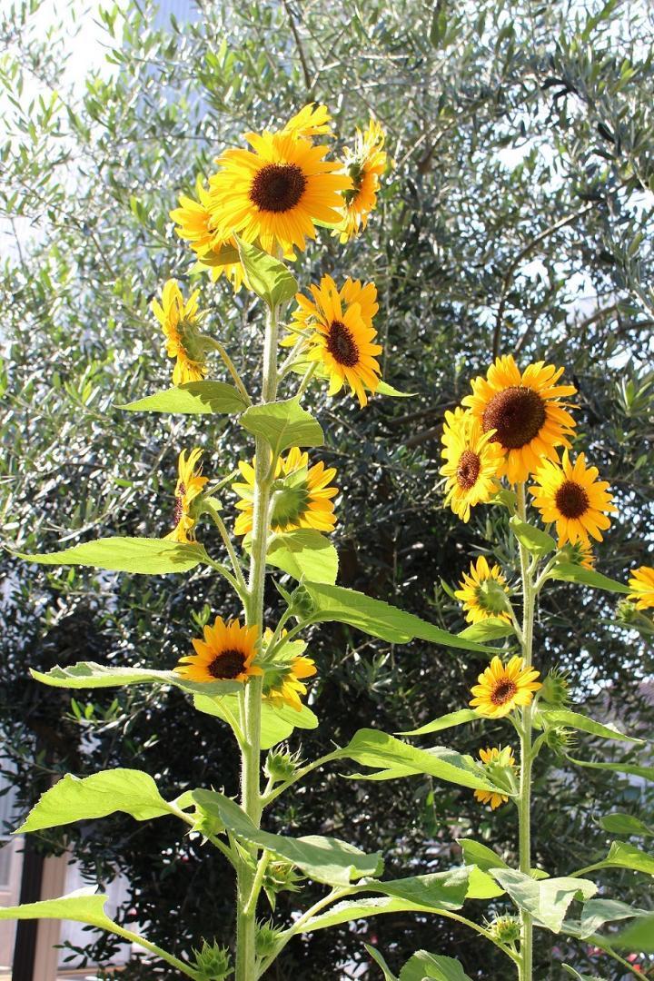 花の種】30粒 珍しい鈴なり一斉咲ひまわり F1 コンサートベル