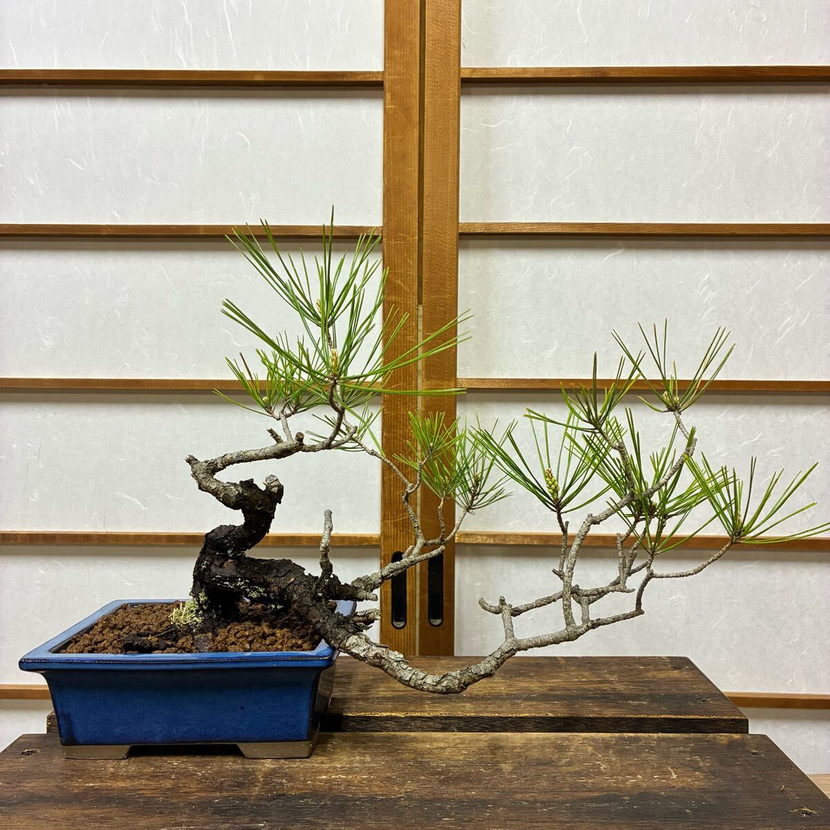 山採り】赤松 盆栽 素材半懸崖風(松)|売買されたオークション 山採り】赤松 盆栽 素材半懸崖風(松)|売買されたオークション