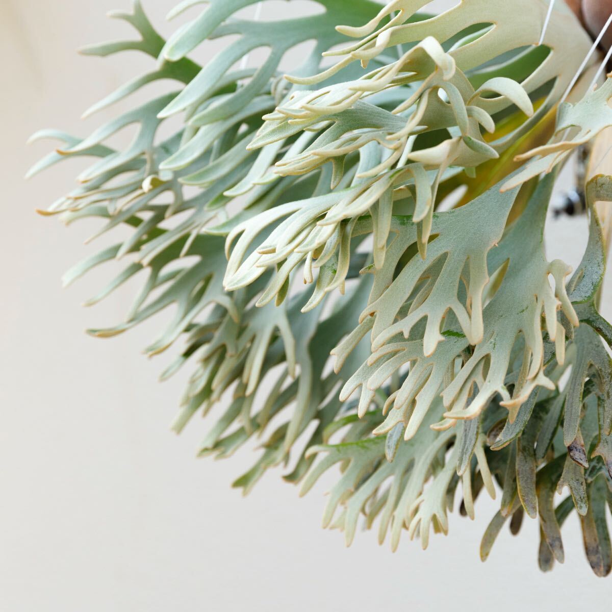 ビカクシダ　ウィリンキー　極白 P.White love 白い細葉のwillinckii #ビカクシダ#コウモリラン