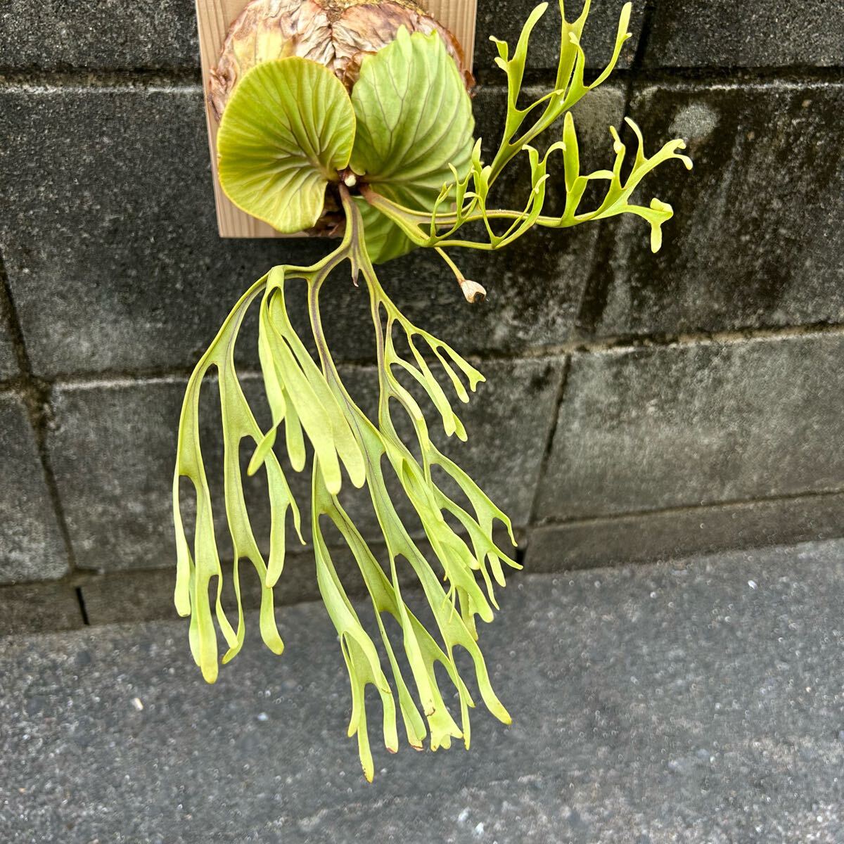高質 P.ridleyi リドレイ 極細葉 多分岐タイプ ビカクシダ コウモリ ビカクシダ