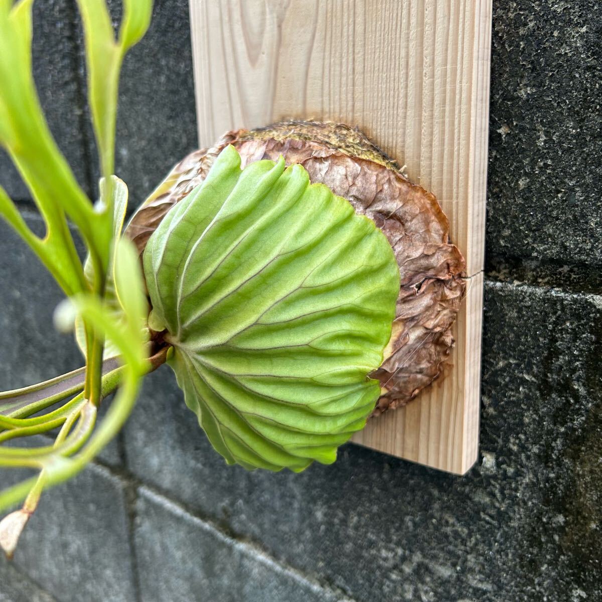 P.ridleyi リドレイ 極細葉 多分岐タイプ ビカクシダ コウモリ