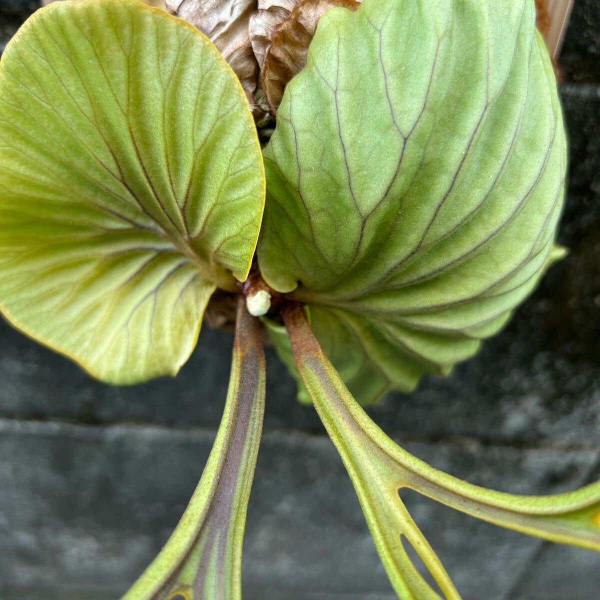 P.ridleyi リドレイ 極細葉 多分岐タイプ ビカクシダ コウモリ P.ridleyi リドレイ 極細葉 多分岐タイプ ビカクシダ コウモリ