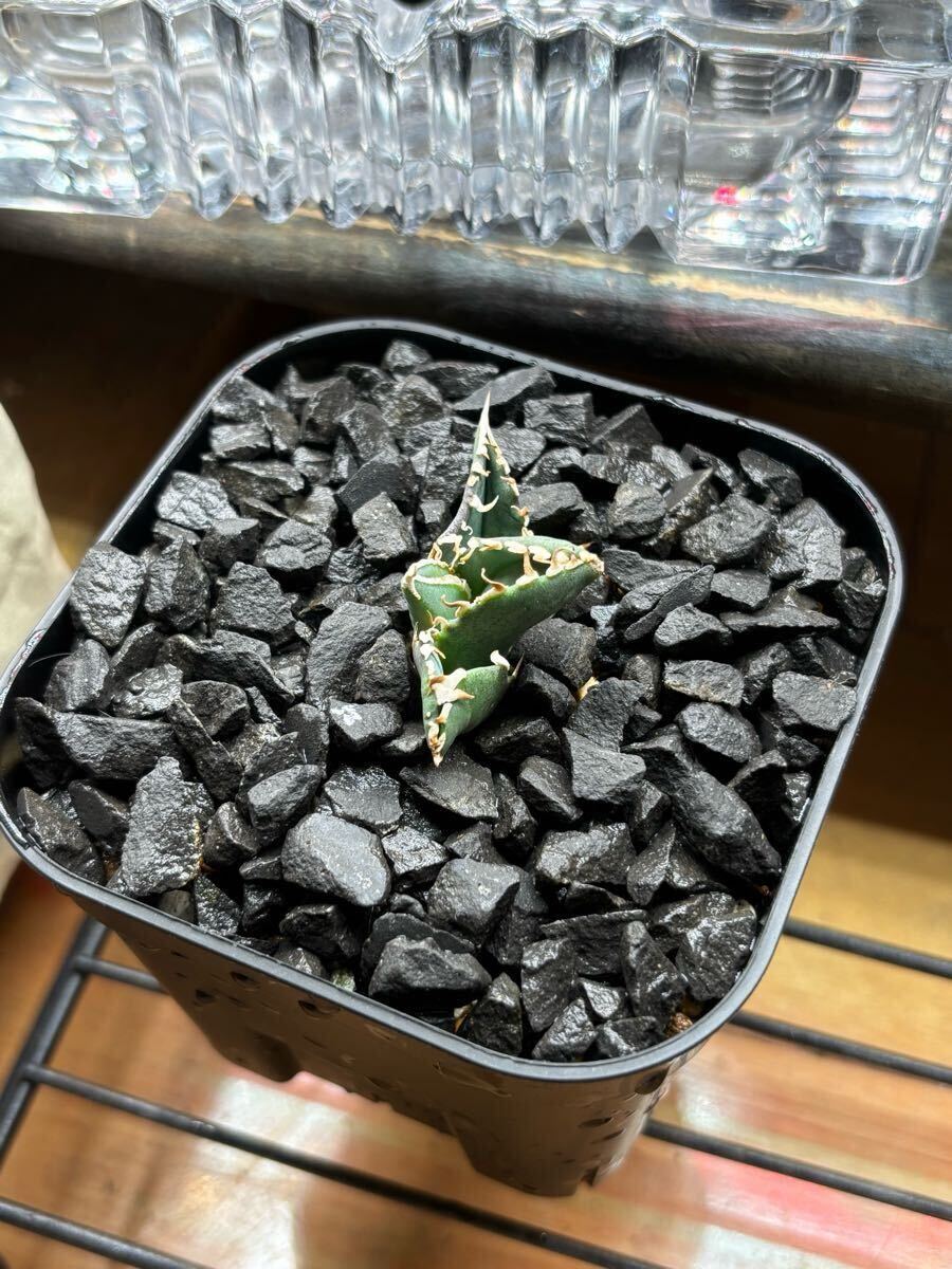 子株】ivory w.a 発根済み アガベ チタノタ AGAVE titanota 子株】ivory w.a 発根済み アガベ チタノタ AGAVE titanota