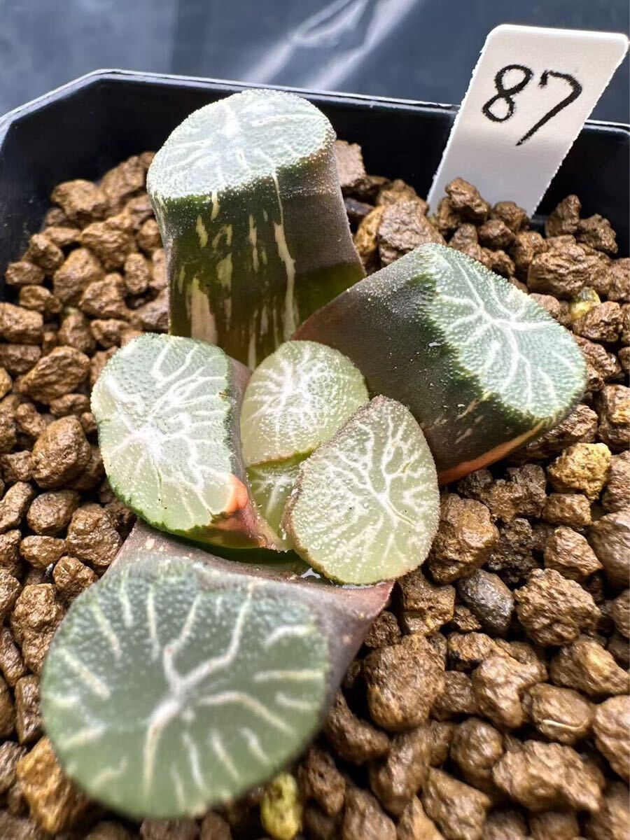 87 ハオルチア 多肉植物 白妙万象錦 自家繁殖 抜き苗発送 87 ハオルチア 多肉植物 白妙万象錦 自家繁殖 抜き苗発送