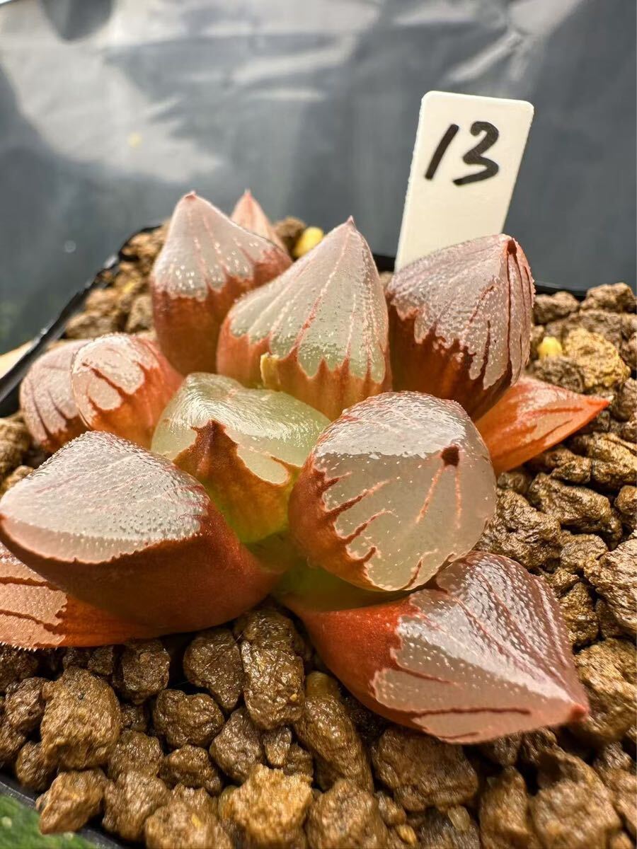 13 ハオルチア 多肉植物 ピグマエアミュータント実生 自家繁殖 13 ハオルチア 多肉植物 ピグマエアミュータント実生 自家繁殖