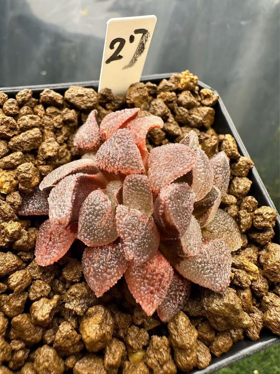 27 ハオルチア 多肉植物 アイスダイヤ錦綴化 自家繁殖 抜き苗 27 ハオルチア 多肉植物 アイスダイヤ錦綴化 自家繁殖 抜き苗