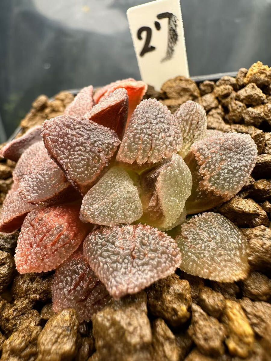 27 ハオルチア 多肉植物 アイスダイヤ錦綴化 自家繁殖 抜き苗 27 ハオルチア 多肉植物 アイスダイヤ錦綴化 自家繁殖 抜き苗