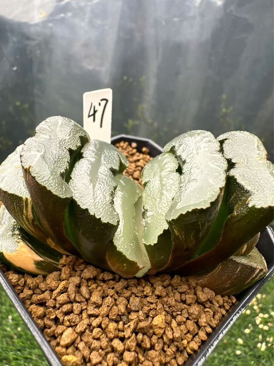 47 ハオルチア 多肉植物 鬼岩城玉扇錦 自家繁殖 抜き苗発送 47 ハオルチア 多肉植物 鬼岩城玉扇錦 自家繁殖 抜き苗発送