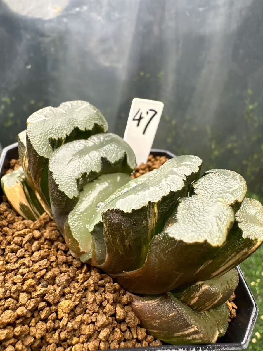 47 ハオルチア 多肉植物 鬼岩城玉扇錦 自家繁殖 抜き苗発送 47 ハオルチア 多肉植物 鬼岩城玉扇錦 自家繁殖 抜き苗発送