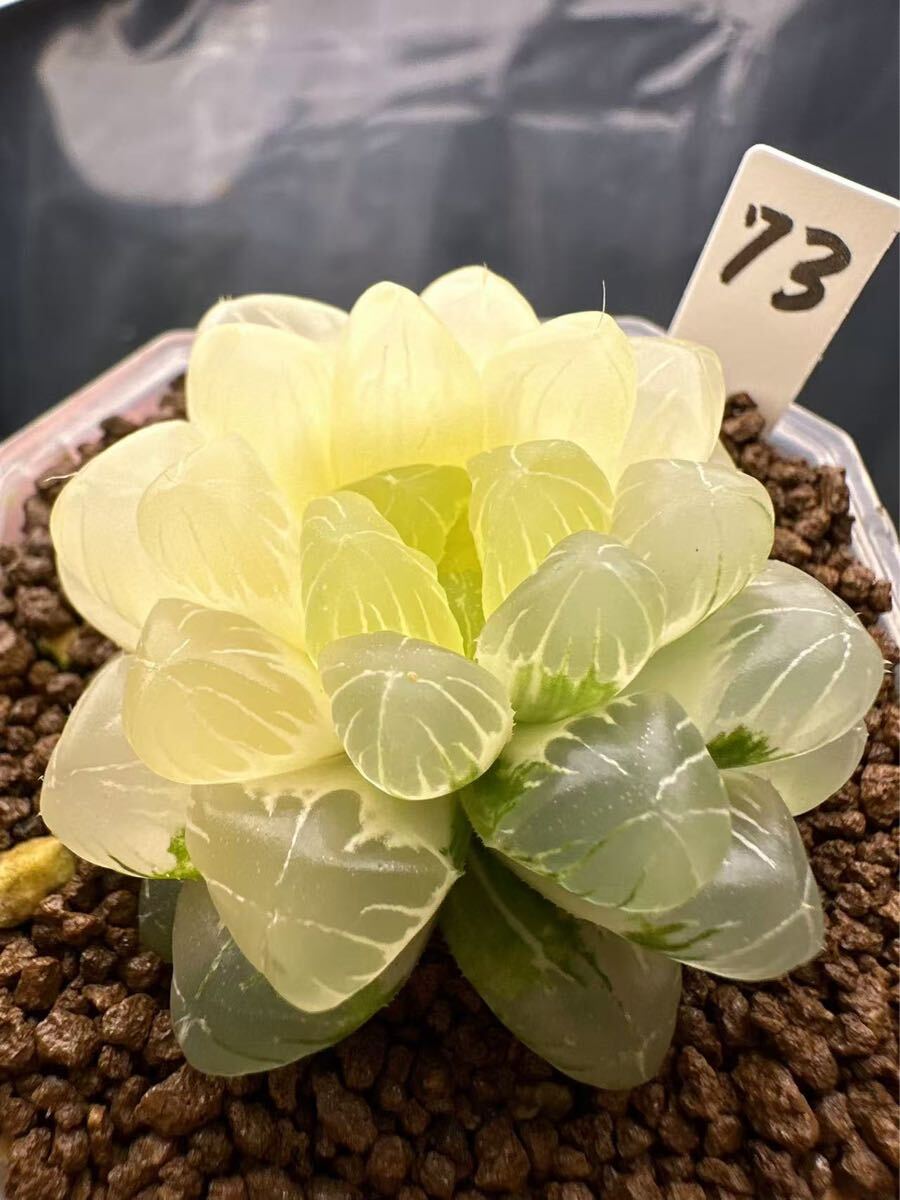 73 ハオルチア 多肉植物 実生広瀬オブツーサ錦 自家繁殖 抜き苗 73 ハオルチア 多肉植物 実生広瀬オブツーサ錦 自家繁殖 抜き苗