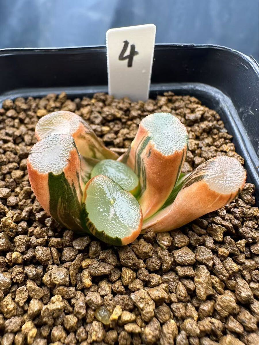 4 ハオルチア 多肉植物 初霜万象錦 自家繁殖 抜き苗発送 4 ハオルチア 多肉植物 初霜万象錦 自家繁殖 抜き苗発送