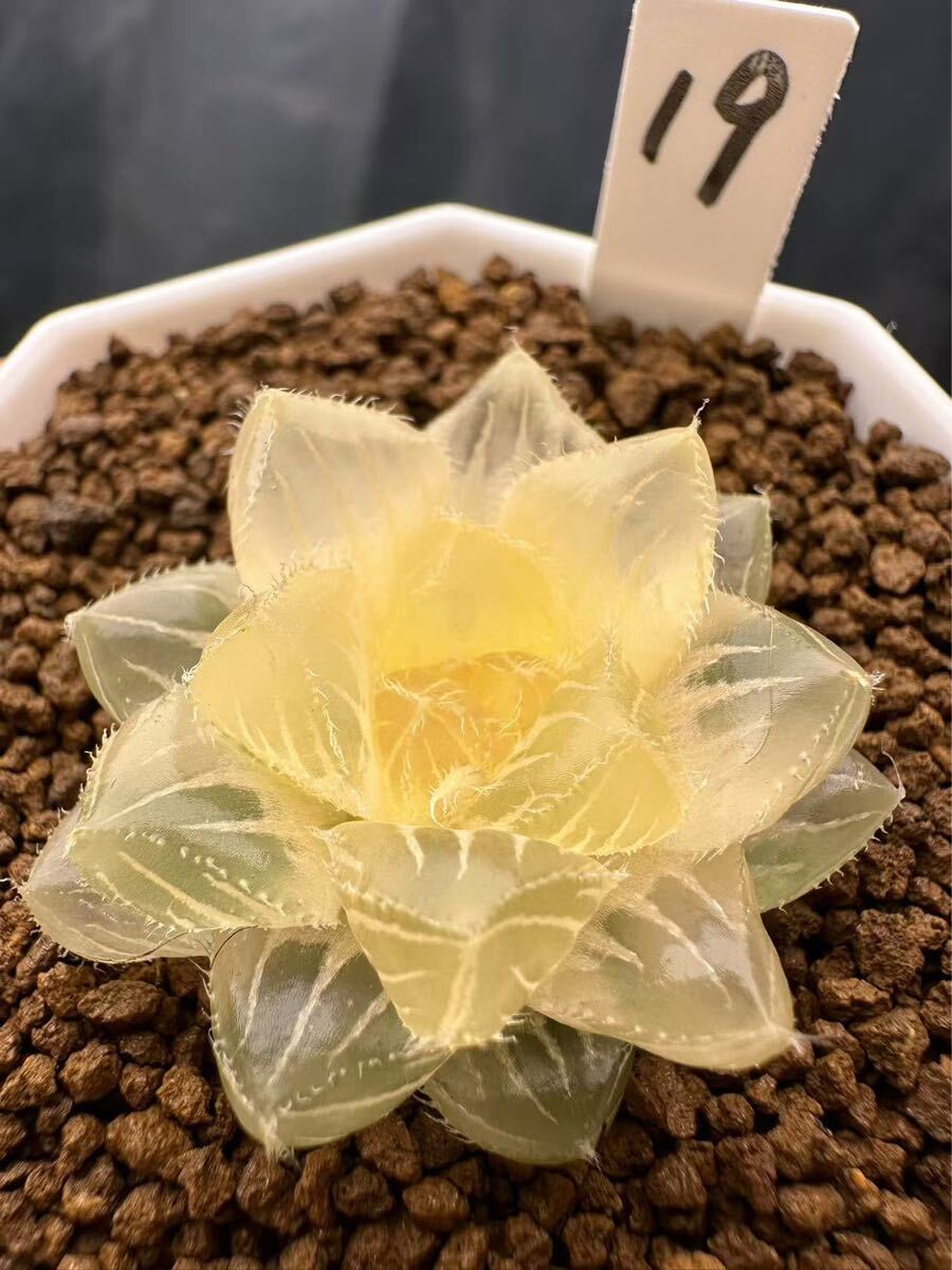 19 ハオルチア 多肉植物 金雀錦糊斑 自家繁殖 抜き苗発送 19 ハオルチア 多肉植物 金雀錦糊斑 自家繁殖 抜き苗発送