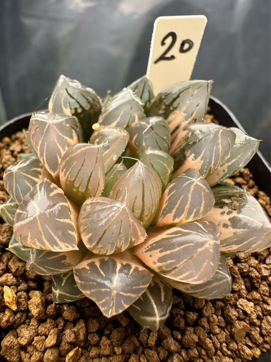 20 ハオルチア 多肉植物 ローズゴールドオブツーサ錦糊斑 自家 20 ハオルチア 多肉植物 ローズゴールドオブツーサ錦糊斑 自家