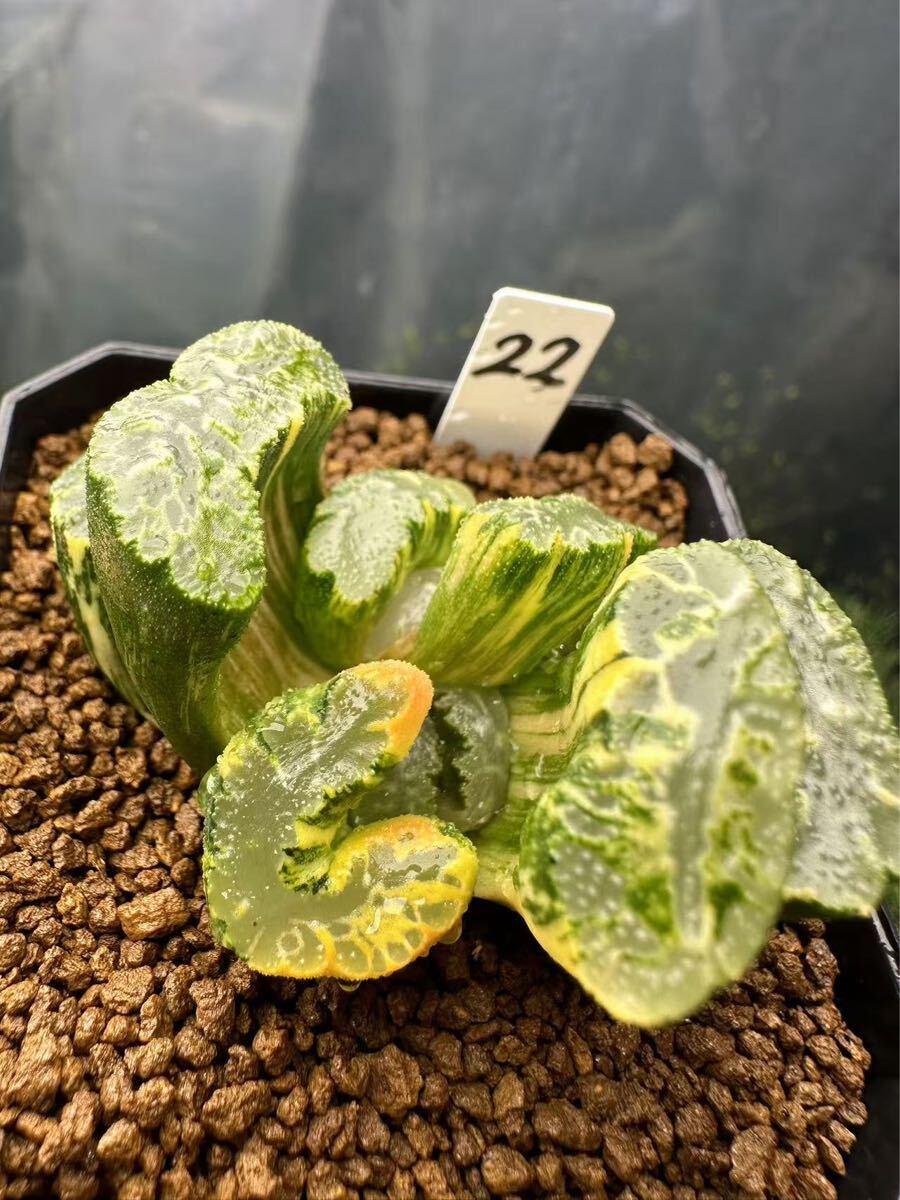 22 ハオルチア 多肉植物 北斎錦下座 自家繁殖 抜き苗発送 22 ハオルチア 多肉植物 北斎錦下座 自家繁殖 抜き苗発送
