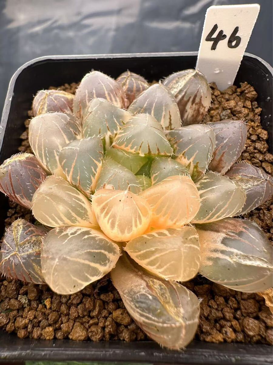 46 ハオルチア 多肉植物 赤線錦 自家繁殖 抜き苗発送(サボテン 46 ハオルチア 多肉植物 赤線錦 自家繁殖 抜き苗発送(サボテン