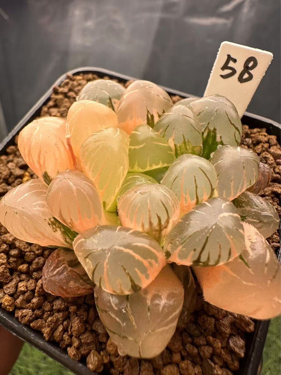 58 ハオルチア 多肉植物 N-1大紫オブツーサ錦 自家繁殖 抜き苗 58 ハオルチア 多肉植物 N-1大紫オブツーサ錦 自家繁殖 抜き苗