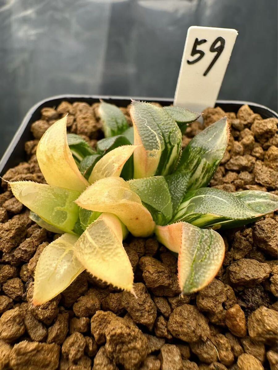 59 ハオルチア 多肉植物 火焔山コレクタ錦下座3苗 自家繁殖 抜き 59 ハオルチア 多肉植物 火焔山コレクタ錦下座3苗 自家繁殖 抜き