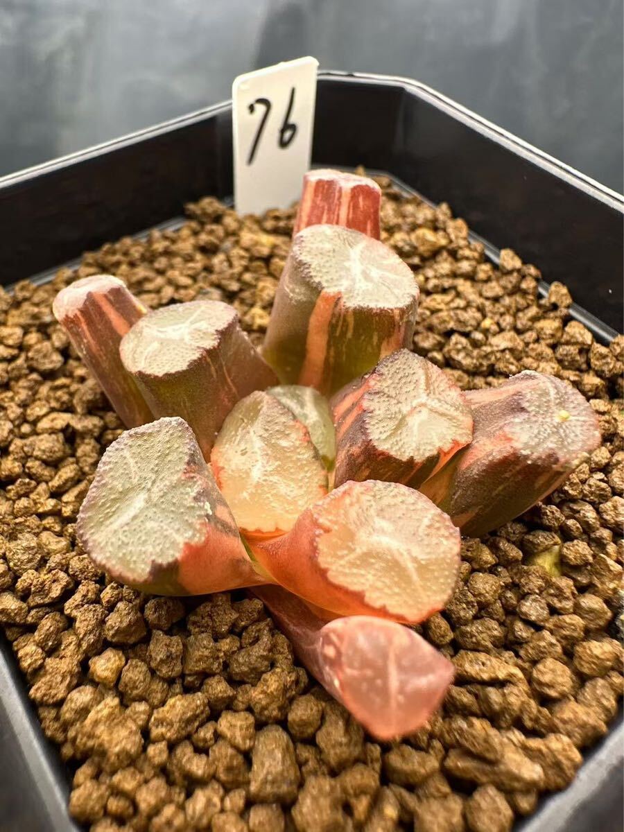76 ハオルチア 多肉植物 クモの巣万象錦 自家繁殖 抜き苗発送 76 ハオルチア 多肉植物 クモの巣万象錦 自家繁殖 抜き苗発送