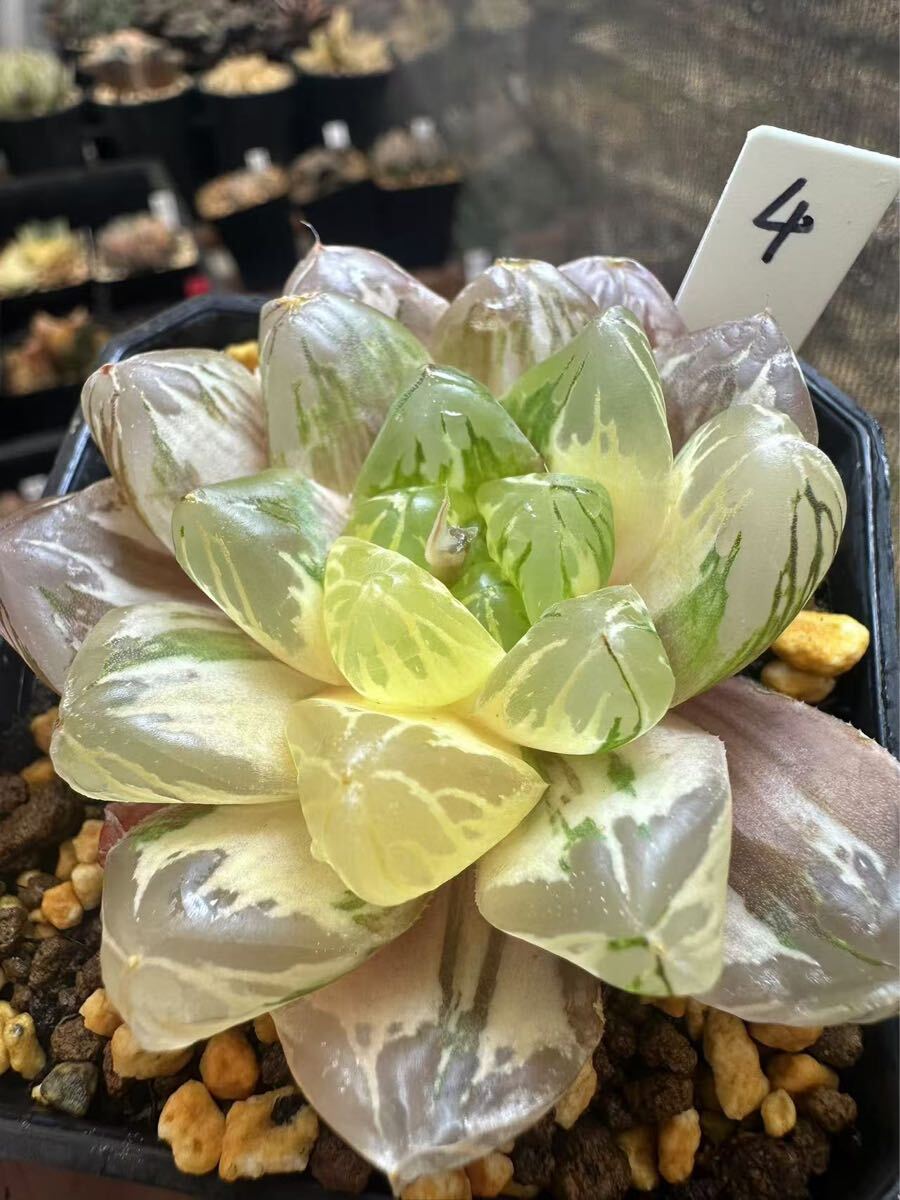 4 ハオルチア 多肉植物 花火オブツーサ錦巨大化 自家繁殖 抜き苗 4 ハオルチア 多肉植物 花火オブツーサ錦巨大化 自家繁殖 抜き苗