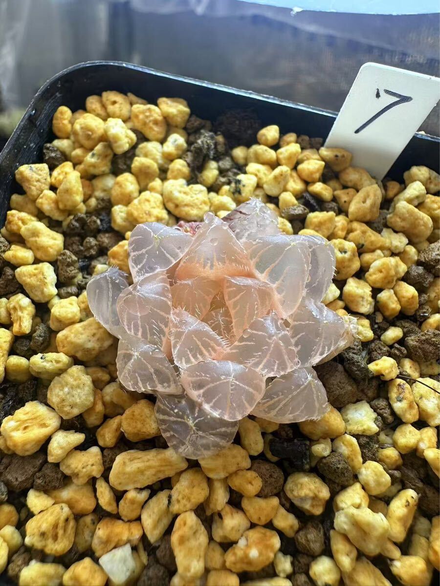 7 ハオルチア 多肉植物 紅赤線錦 自家繁殖 抜き苗発送(サボテン 7 ハオルチア 多肉植物 紅赤線錦 自家繁殖 抜き苗発送(サボテン