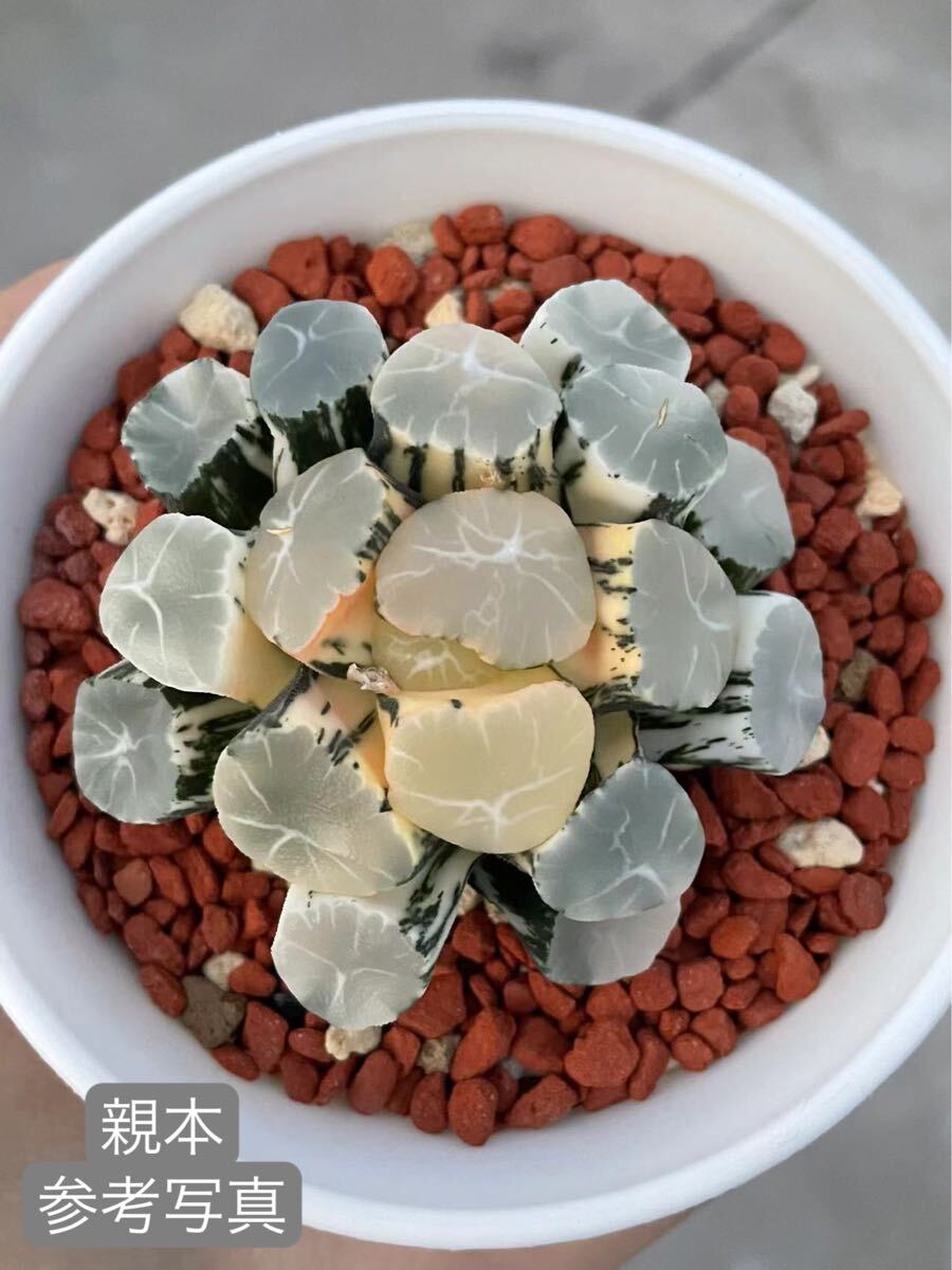 8 ハオルチア 多肉植物 オーロラ錦 自家繁殖 抜き苗発送 8 ハオルチア 多肉植物 オーロラ錦 自家繁殖 抜き苗発送