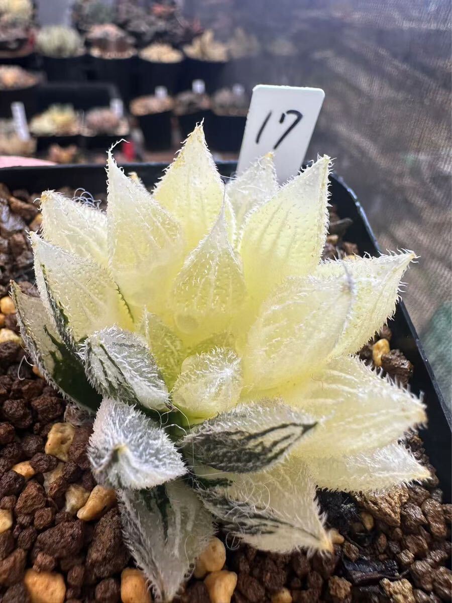 17 ハオルチア 多肉植物 白雪絵巻錦 自家繁殖 抜き苗発送 根が 17 ハオルチア 多肉植物 白雪絵巻錦 自家繁殖 抜き苗発送 根が