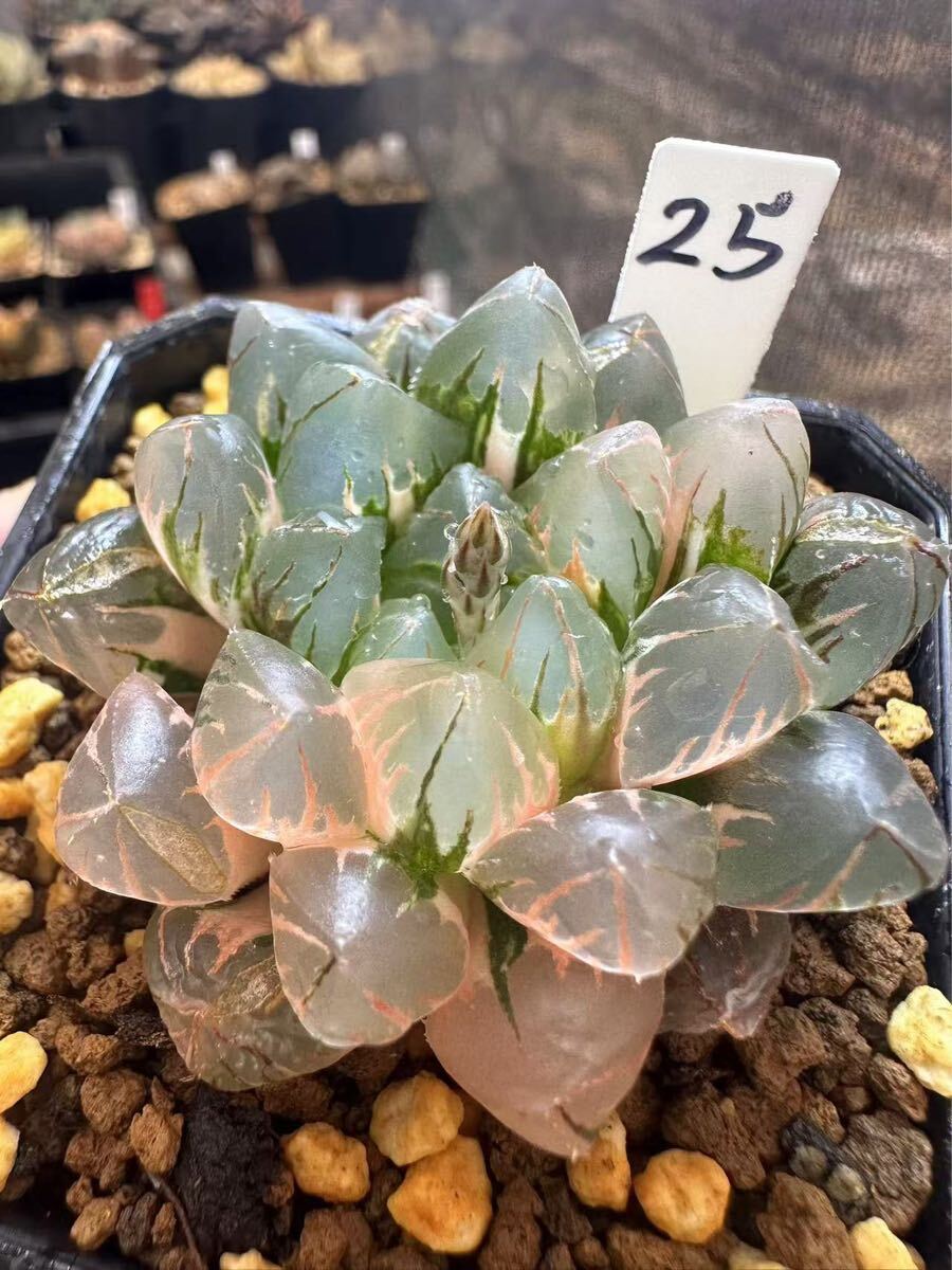 25 ハオルチア 多肉植物 水晶燈錦 自家繁殖 抜き苗発送(サボテン 25 ハオルチア 多肉植物 水晶燈錦 自家繁殖 抜き苗発送(サボテン