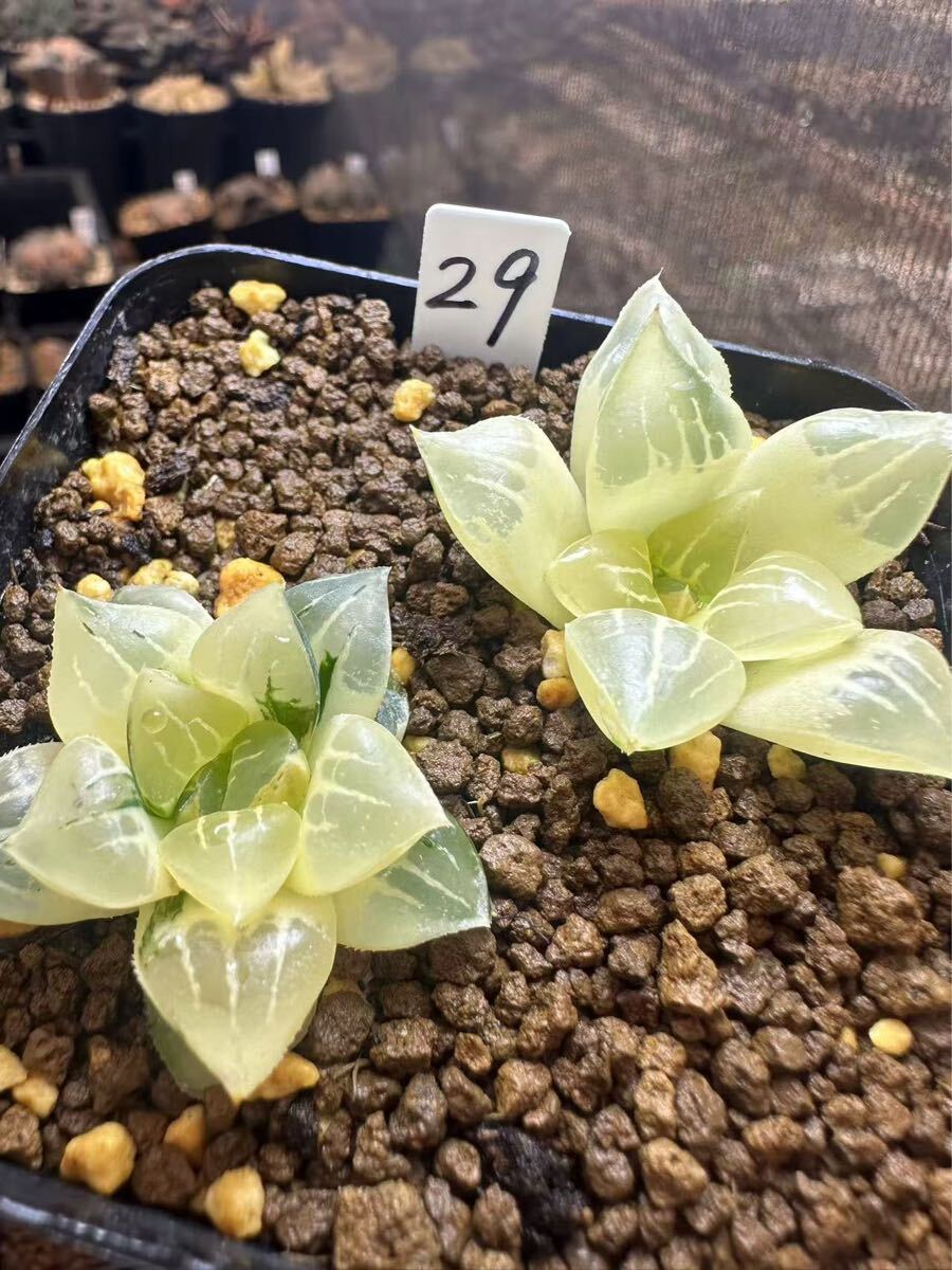 29 ハオルチア 多肉植物 ムチカ錦2本糊斑 自家繁殖 抜き苗発送 29 ハオルチア 多肉植物 ムチカ錦2本糊斑 自家繁殖 抜き苗発送
