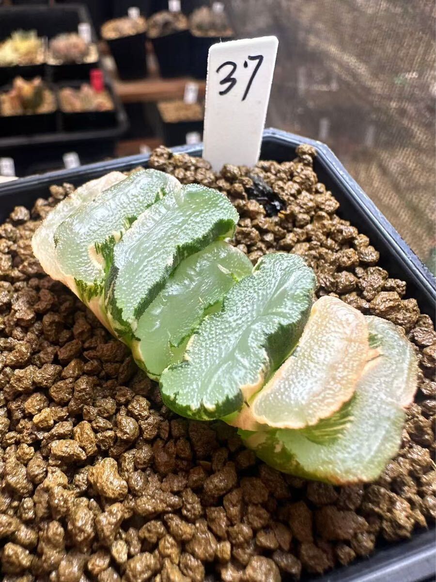 37 ハオルチア 多肉植物 鬼岩城錦 自家繁殖 抜き苗発送(サボテン 37 ハオルチア 多肉植物 鬼岩城錦 自家繁殖 抜き苗発送(サボテン
