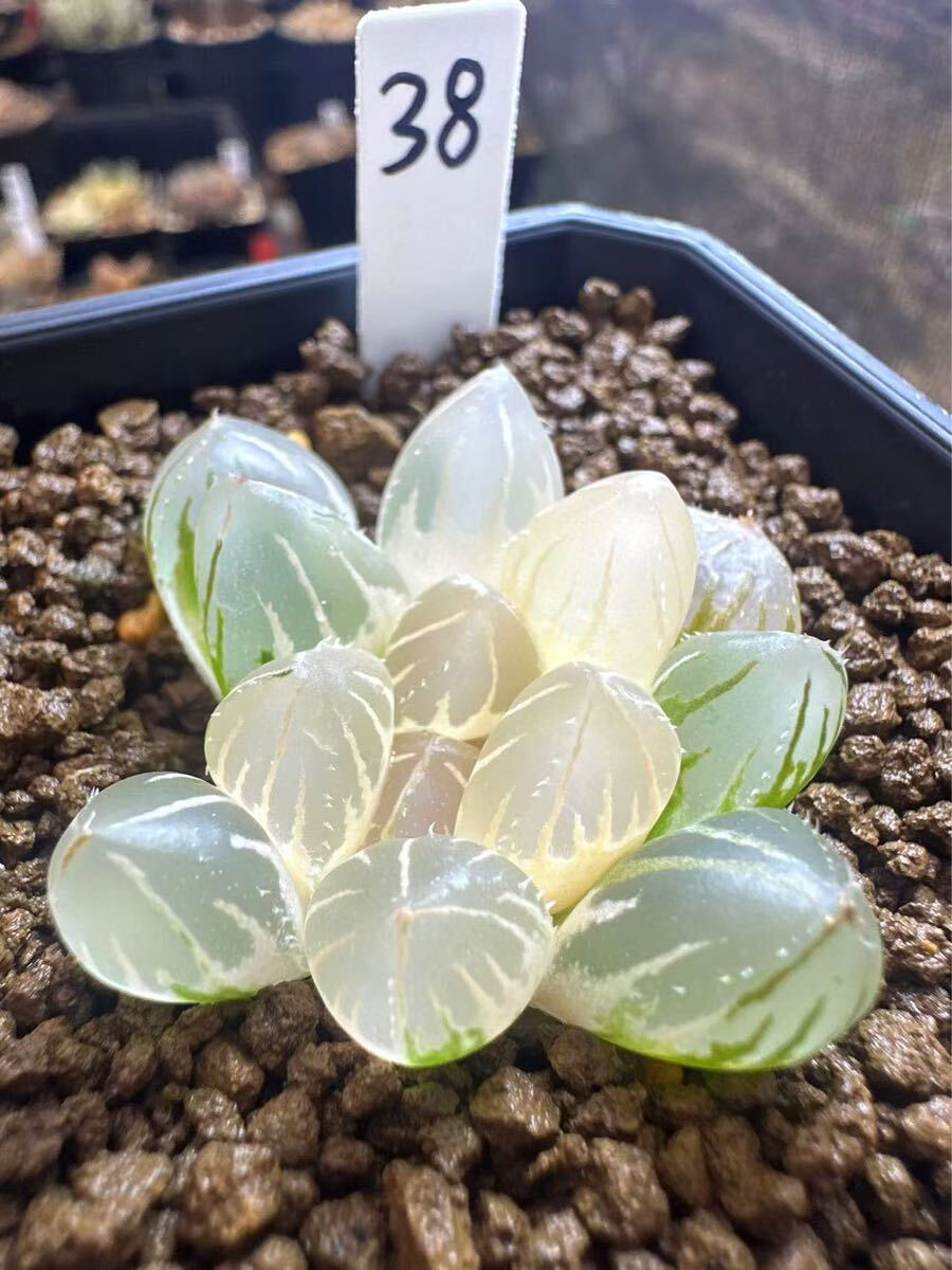 38 ハオルチア 多肉植物 白蓮オブツーサ錦 自家繁殖 抜き苗発送 38 ハオルチア 多肉植物 白蓮オブツーサ錦 自家繁殖 抜き苗発送