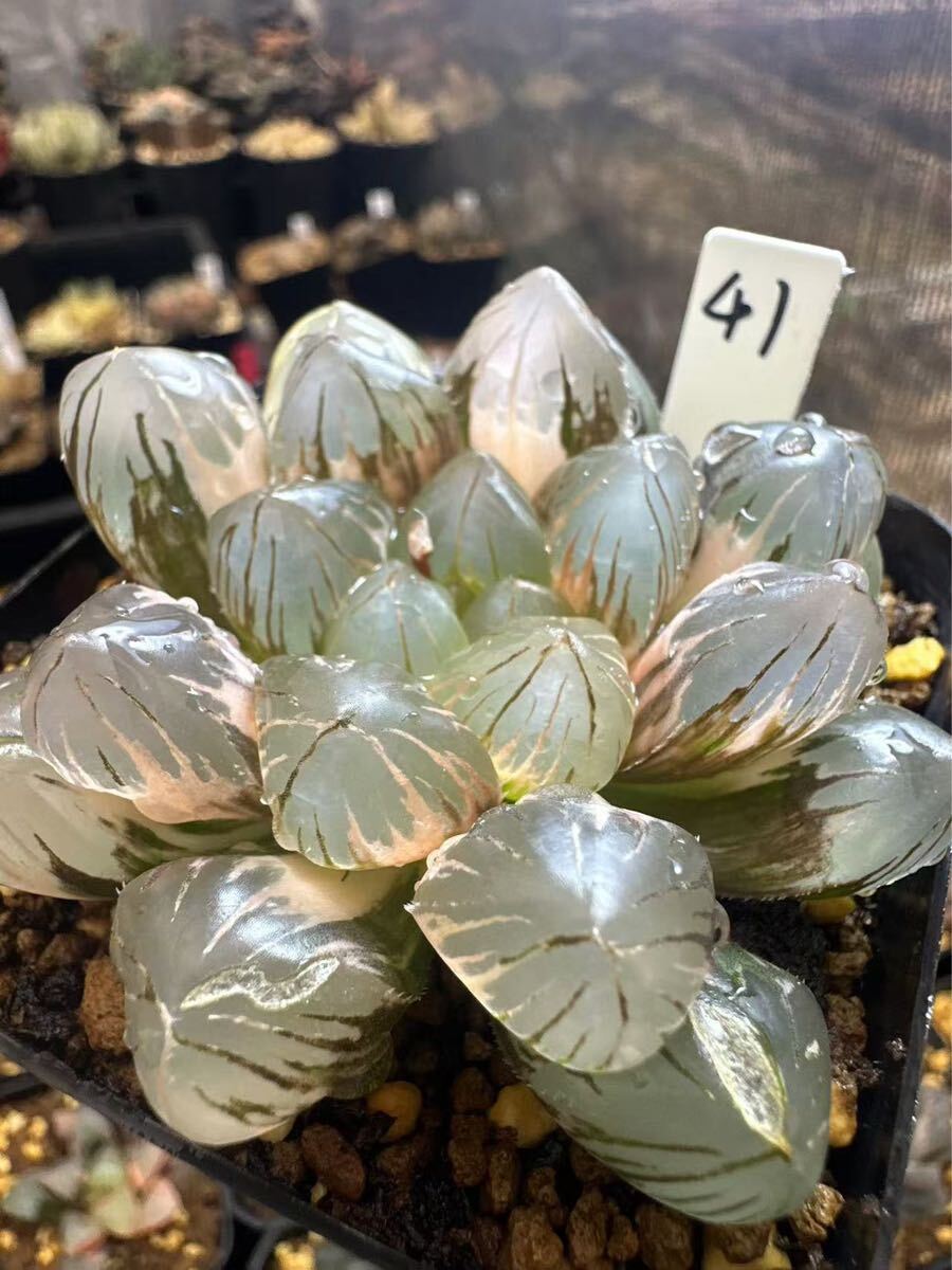 41 ハオルチア 多肉植物 紫王オブツーサ錦親木 自家繁殖 抜き苗 41 ハオルチア 多肉植物 紫王オブツーサ錦親木 自家繁殖 抜き苗