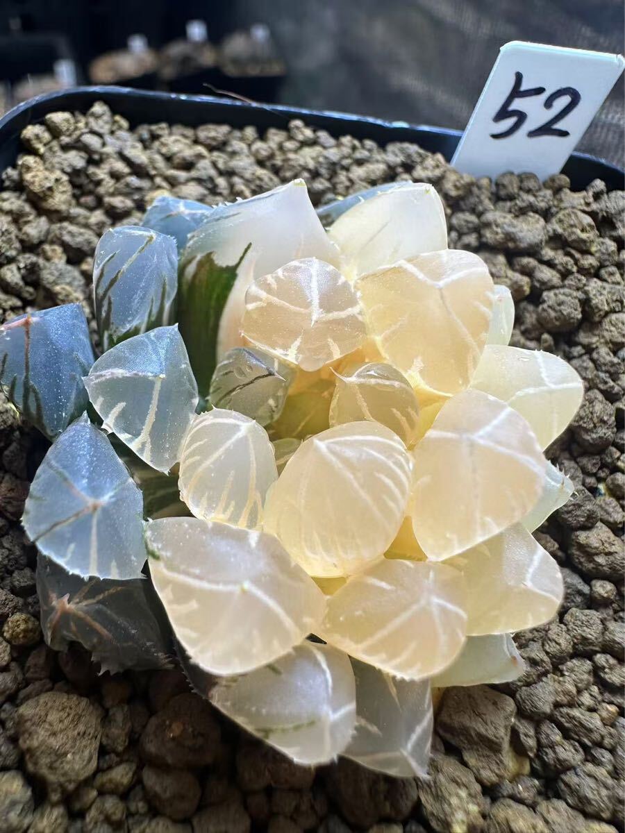 52 ハオルチア 多肉植物 赤斑オブツーサ錦 自家繁殖 抜き苗発送 52 ハオルチア 多肉植物 赤斑オブツーサ錦 自家繁殖 抜き苗発送