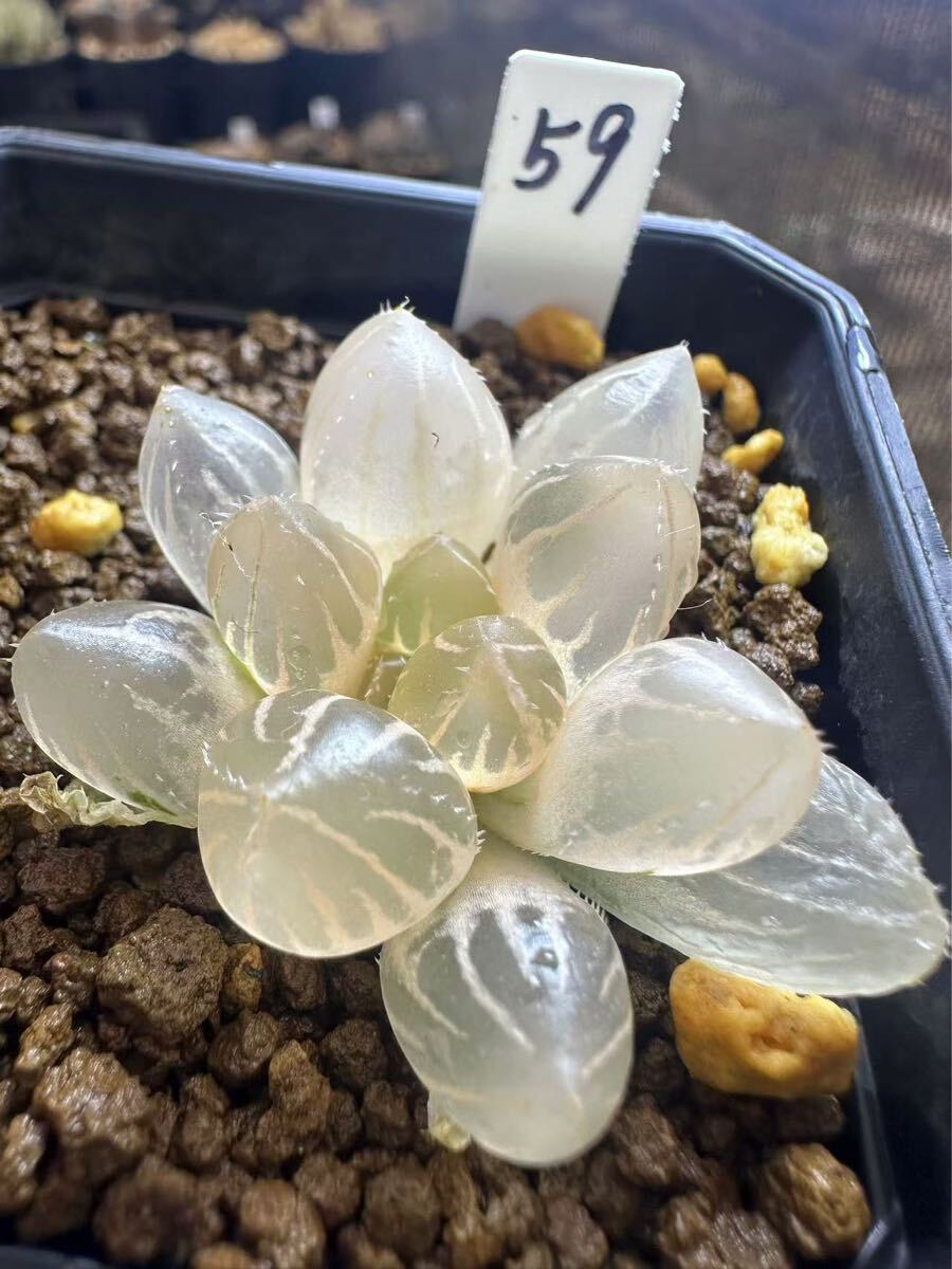 59 ハオルチア 多肉植物 白桃オブツーサ錦 自家繁殖 抜き苗発送 59 ハオルチア 多肉植物 白桃オブツーサ錦 自家繁殖 抜き苗発送