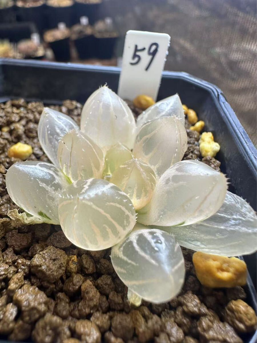 59 ハオルチア 多肉植物 白桃オブツーサ錦 自家繁殖 抜き苗発送 59 ハオルチア 多肉植物 白桃オブツーサ錦 自家繁殖 抜き苗発送